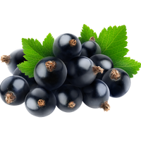 Cassis