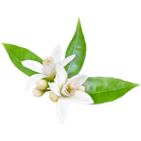 Fleur d'Oranger