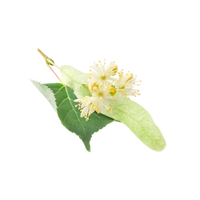 Fleurs de Tilleul