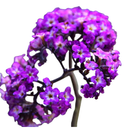 Héliotrope