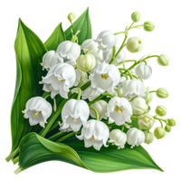 Muguet