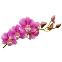 Orchidée