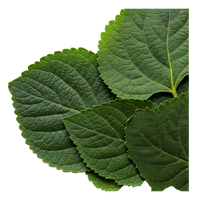 Patchouli
