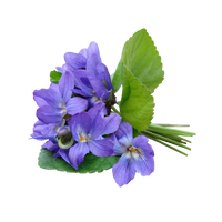 Violette
