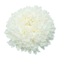 Fleurs Blanches