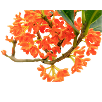 Osmanthus